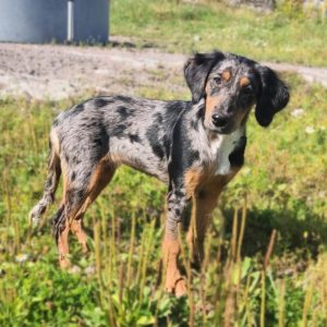 Valpkurs, start 7/10-26 (Alingsås)